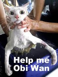 cat held by neck
